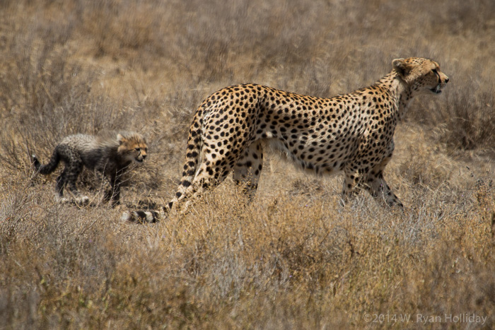 Cheetah with cubs at Ndutu