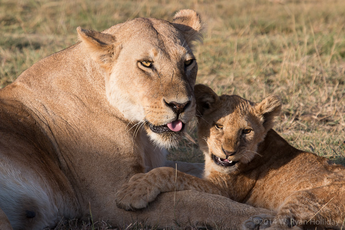 Lion and cub at Ndutu