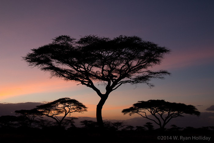 Acacia at sunset at Ndutu