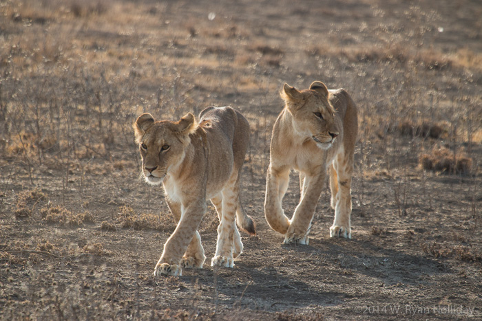 Lions at Ndutu