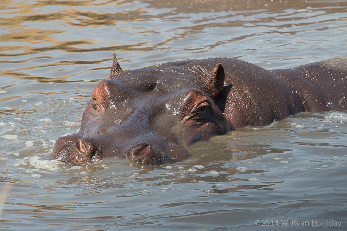 Hippotamus in Serengeti National Park