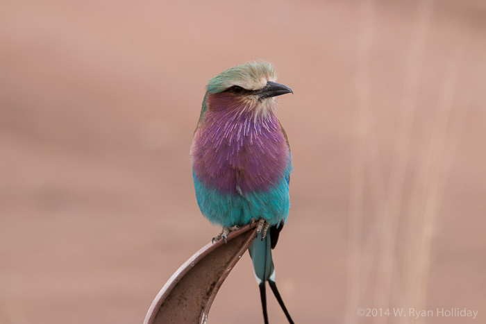 Lilac-breasted roller