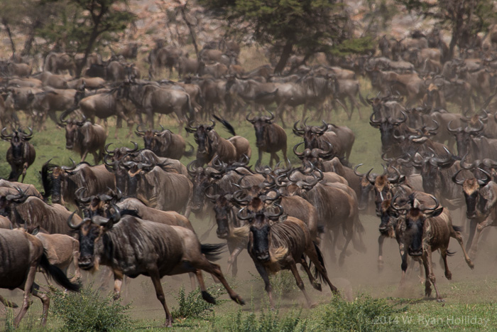 Wildebeest migration in Serengeti National Park