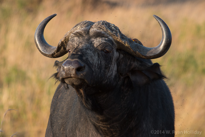 Cape buffalo in Serengeti National Park