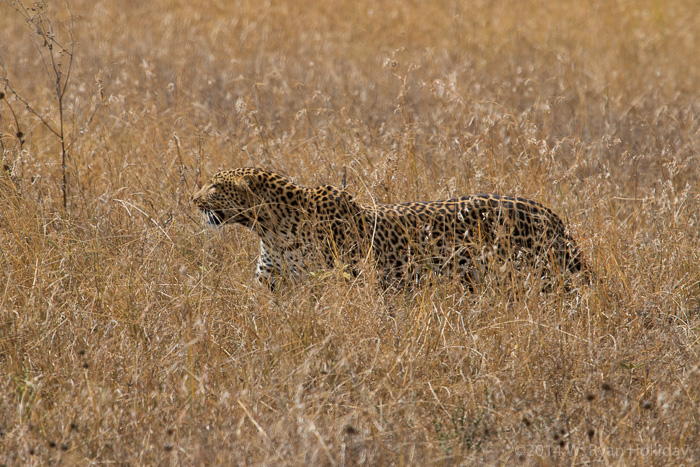 Leopard in Serengeti National Park