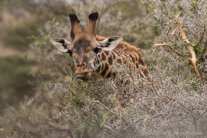 Giraffe in Serengeti National Park