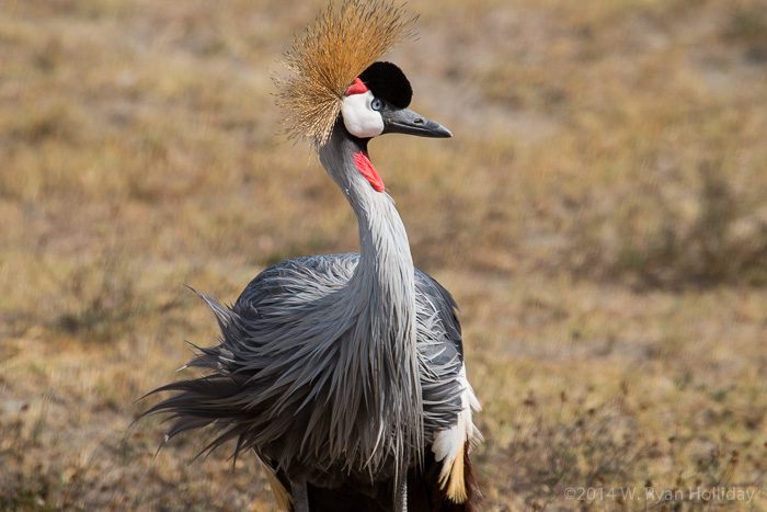 Grey-crowned crane in Ngorongoro Crater