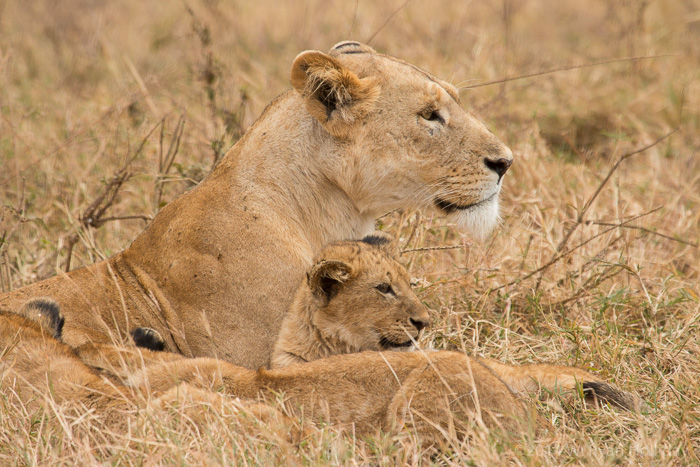 Lions in Ngorongoro Crater