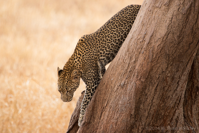 Leopard in Tarangire National Park