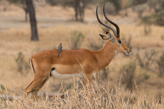 Impala and oxpecker in Serengeti National Park