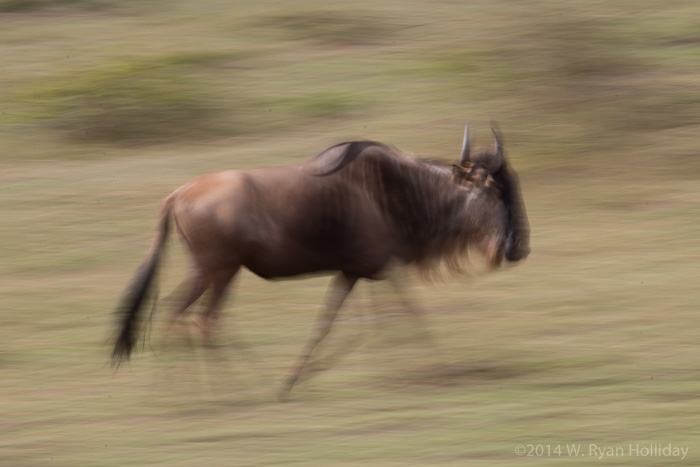 Wildebeest in motion in Masai Mara Game Reserve
