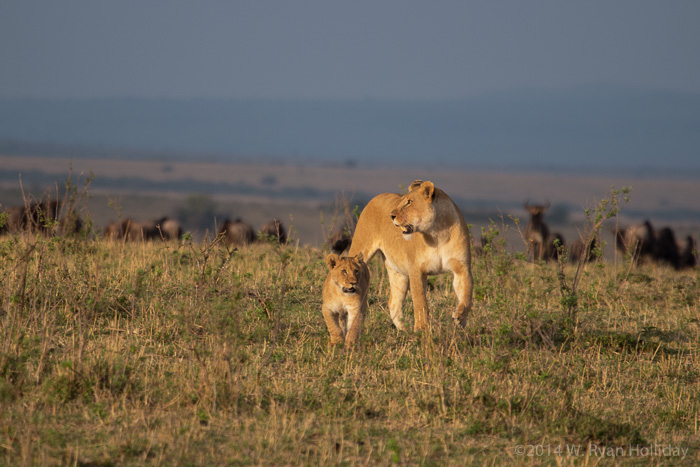 Lions in Masai Mara Game Reserve