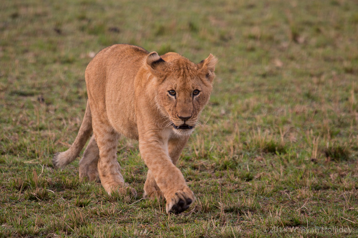 Lion cub in Masai Mara Game Reserve