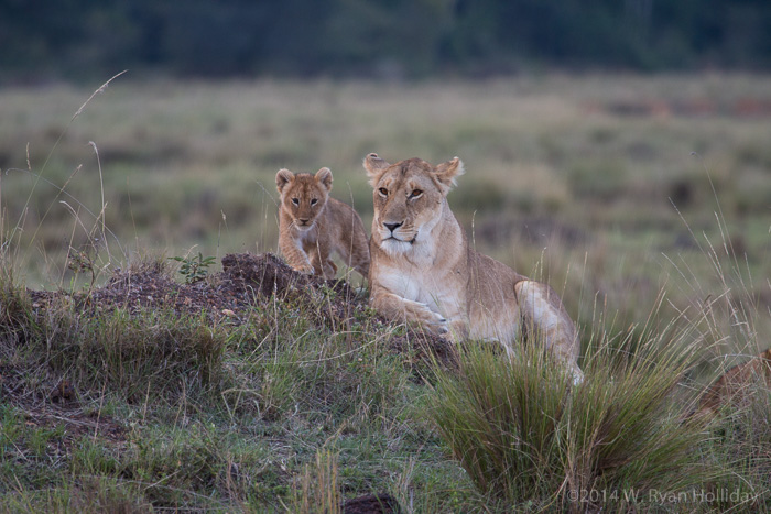 Lion and cub in Masai Mara Game Reserve