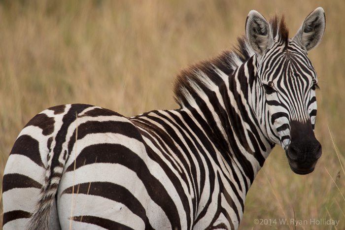 Zebra in Masai Mara Game Reserve