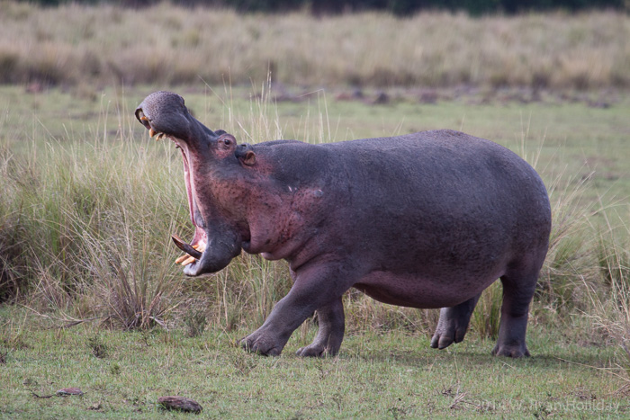 Hippopotamus in Masai Mara Game Reserve