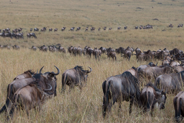 Wildebeest in Masai Mara Game Reserve