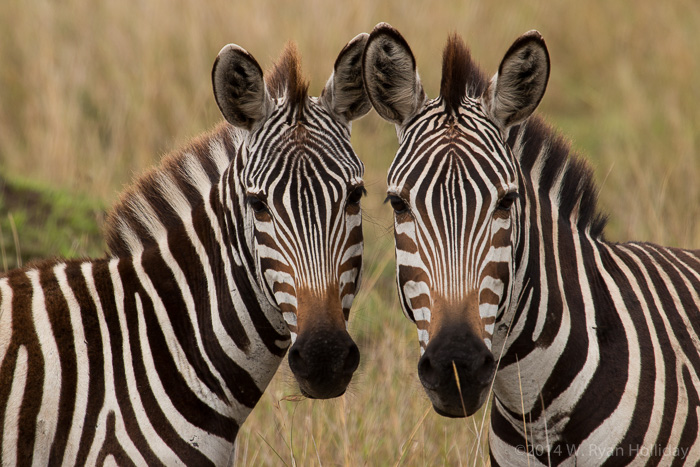 Zebra in the Masai Mara Reserve