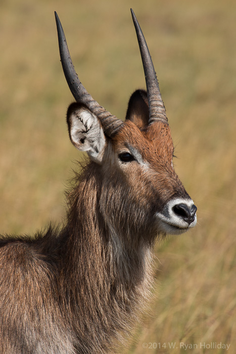 Waterbuck in Masai Mara Game Reserve