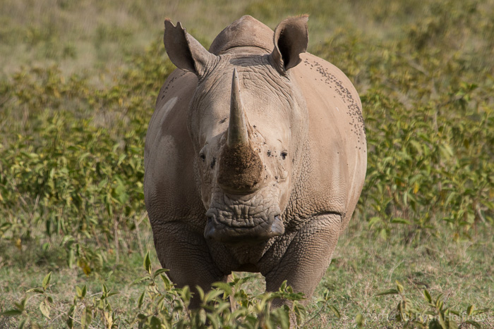 White Rhinoceros in Lake Nakuru National Park