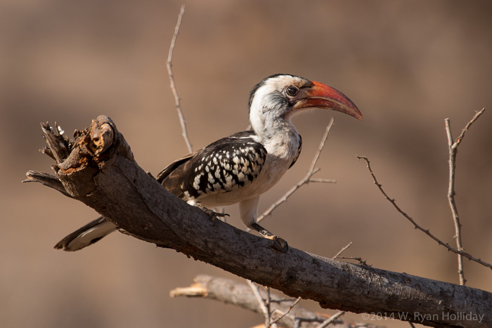 Red-billed hornbill in Samburu Game Reserve