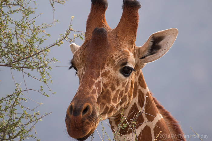 Reticulated giraffe in Samburu Game Reserve