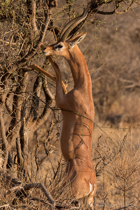 Gerenuk in Samburu Game Reserve