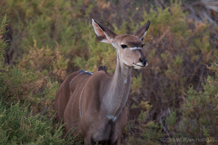 Greater kudu in Samburu Game Reserve