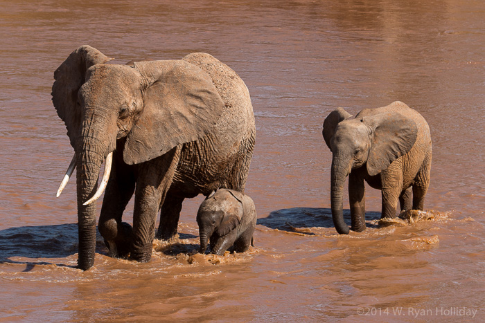 Elephants in Samburu Game Reserve