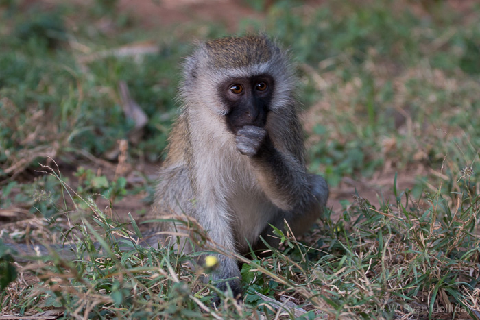 Vervet monkey in Samburu Game Reserve