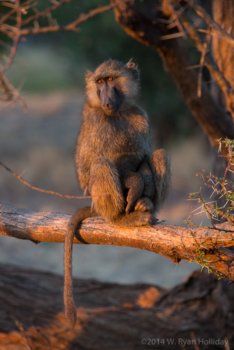 Baboon in Samburu Game Reserve