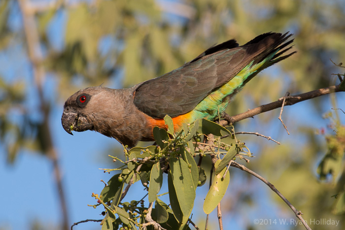 Orange-bellied parrot in Samburu Game Reserve