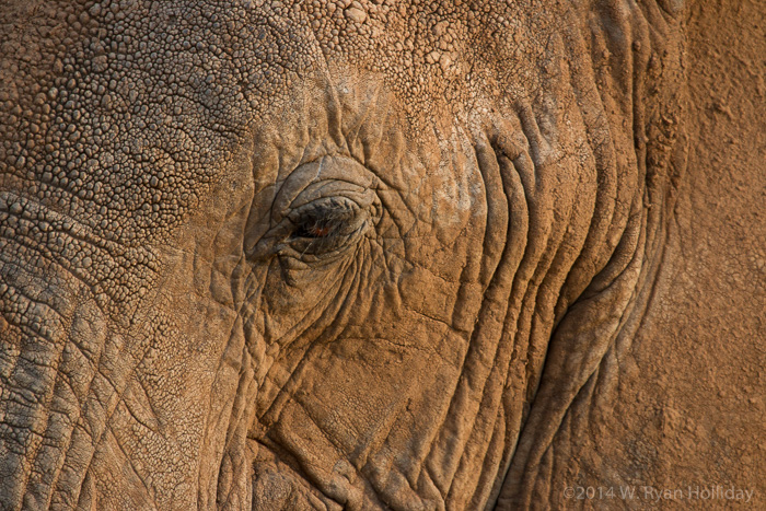 Elephant in the Samburu Game Reserve