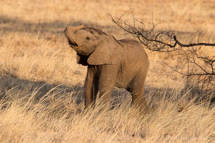 Baby elephant in Samburu Game Reserve