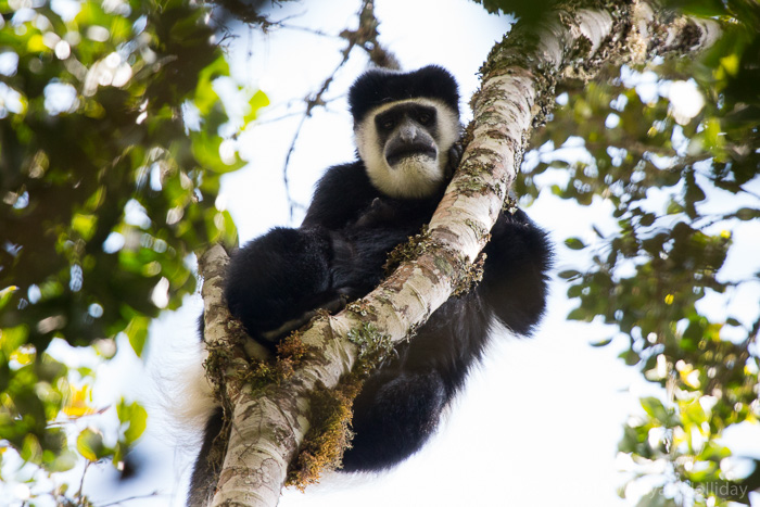 Colobus monkey in Mount Kenya National Park