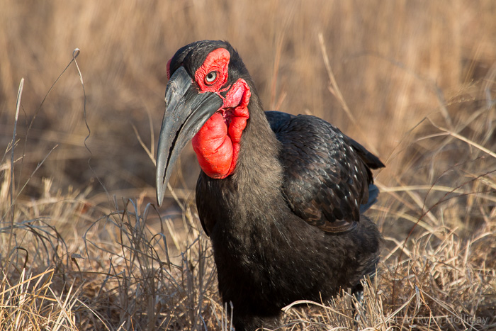 Ground hornbill in Kruger National Park