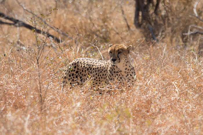 Cheetah in Kruger National Park