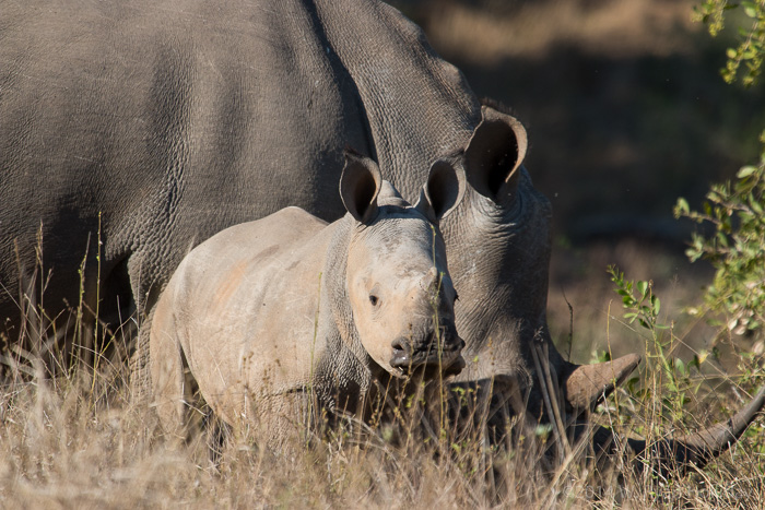 White rhinoceros in Kruger National Park