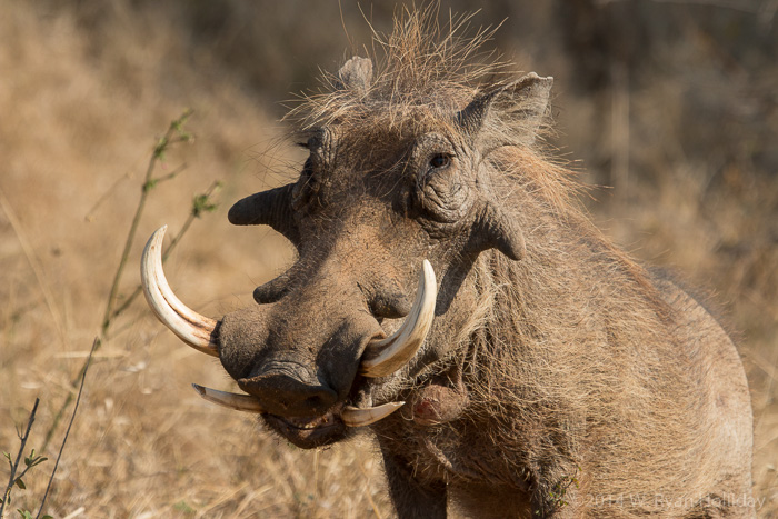 Warthog in Kruger National Park
