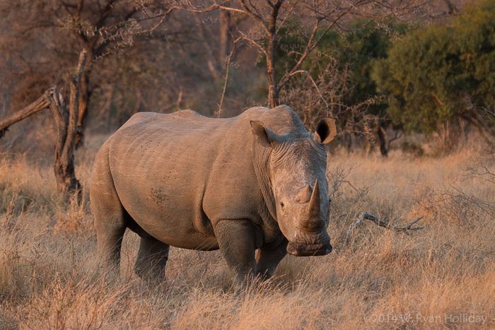 White rhinoceros in Timbavati Game Reserve