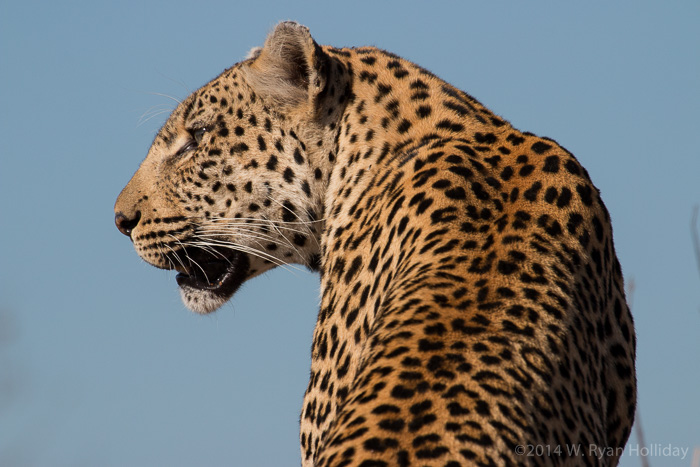 Leopard in Timbavati Game Reserve