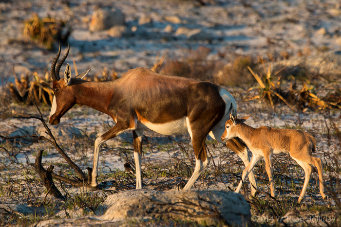 Bontebok at the Cape of Good Hope