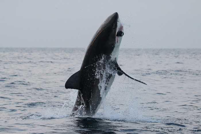 Great white shark in False Bay