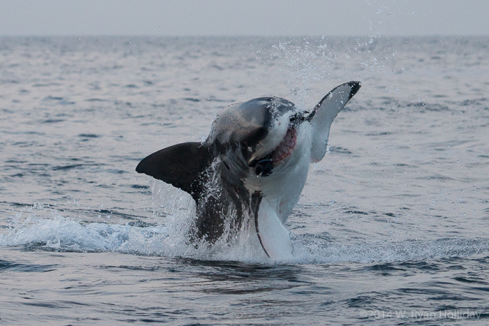 Great white shark in False Bay