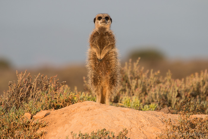 Meerkat in Oudtshoorn