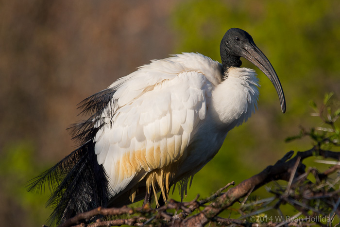 Sacred ibis in Montagu