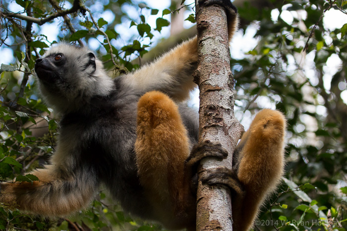 Diademed sifaka in Mantadia National Park