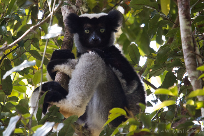 Indri lemur in Mitsinjo Reserve
