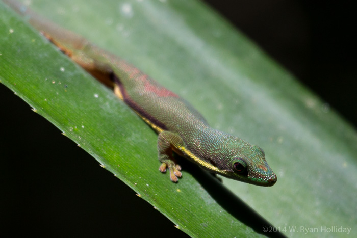 Madagascar day gecko in Mitsinjo Reserve