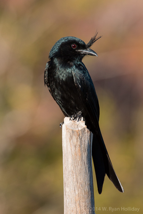 Crested drongo in Anjajavy